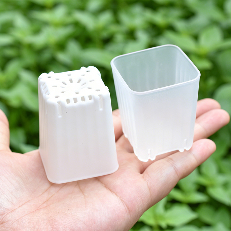 50-100Pcs 4cm Mini Thicken Whi - Food Storage Plants review and price